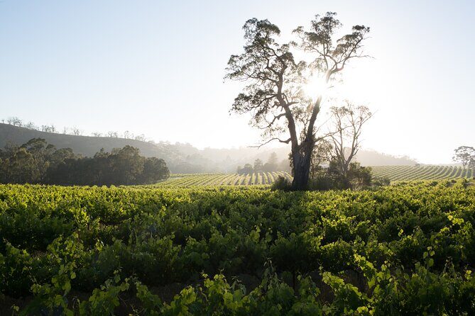 Estate Tour from Soil to Glass - An In-Depth Review of the Soil to Glass Experience