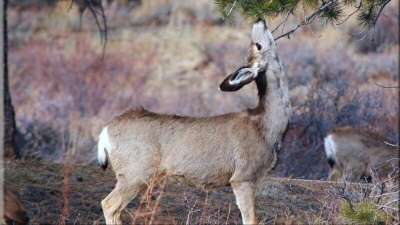 Estes Park: Bear Lake Corridor Tour - A Detailed Look at the Bear Lake Corridor Tour