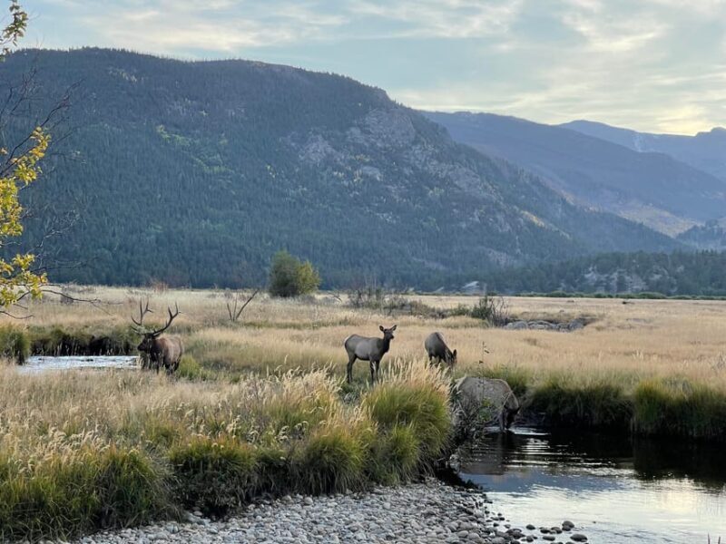 Estes Park: Guided Elk Rut Tour - Key Points