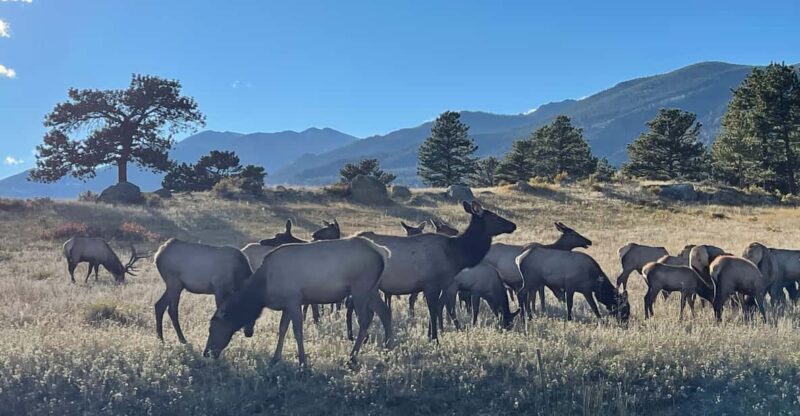 Estes Park: Guided Elk Rut Tour - An Authentic Rocky Mountain Wildlife Experience
