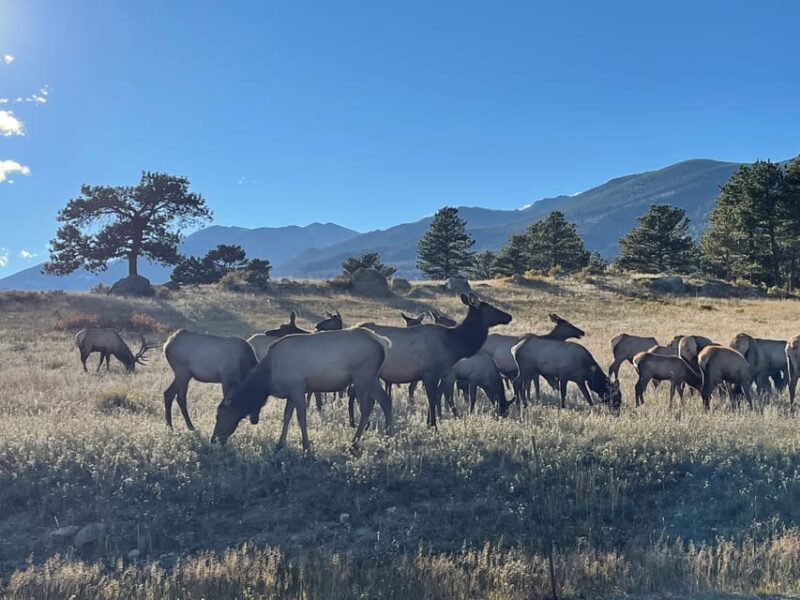 Estes Park: Guided Elk Rut Tour - Who Would This Tour Suit?