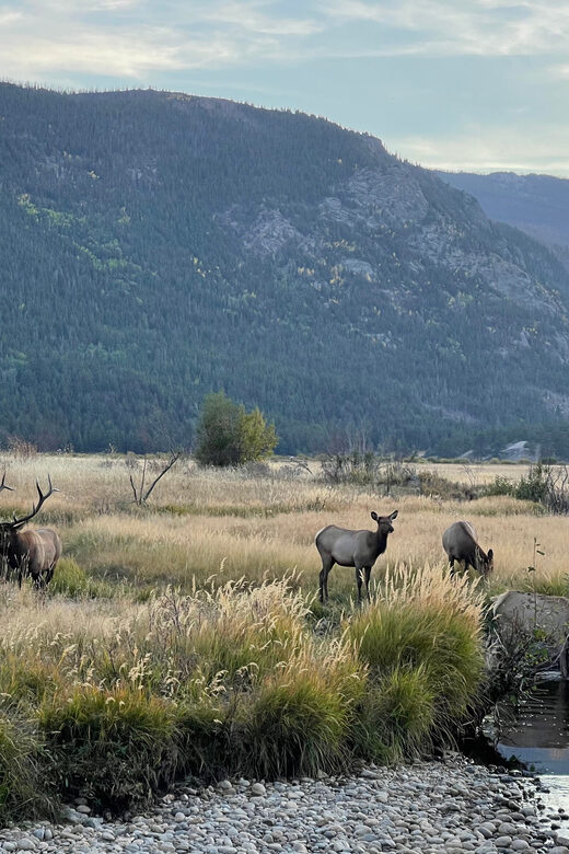 Estes Park: Guided Elk Rut Tour - FAQ