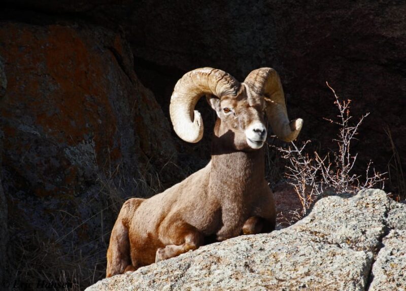 Estes Park: Rocky Mountain National Park Safari Tour - A Detailed Look at the Rocky Mountain National Park Safari Tour