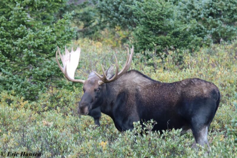 Estes Park: Rocky Mountain National Park Safari Tour - Frequently Asked Questions
