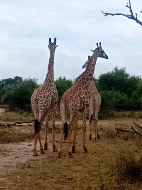 Eswatini: Rhino Walk in Hlane Royal National Park - Key Points