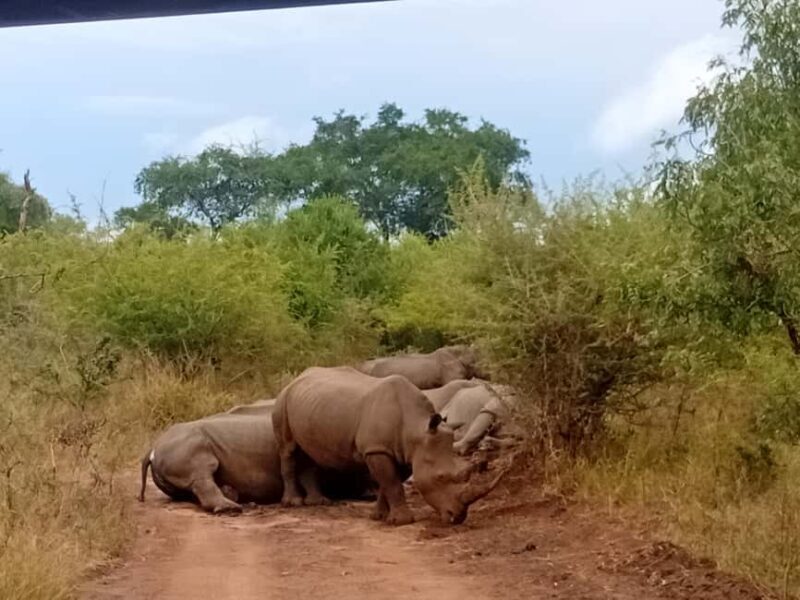 Eswatini: Rhino Walk in Hlane Royal National Park - An Authentic Wilderness Experience