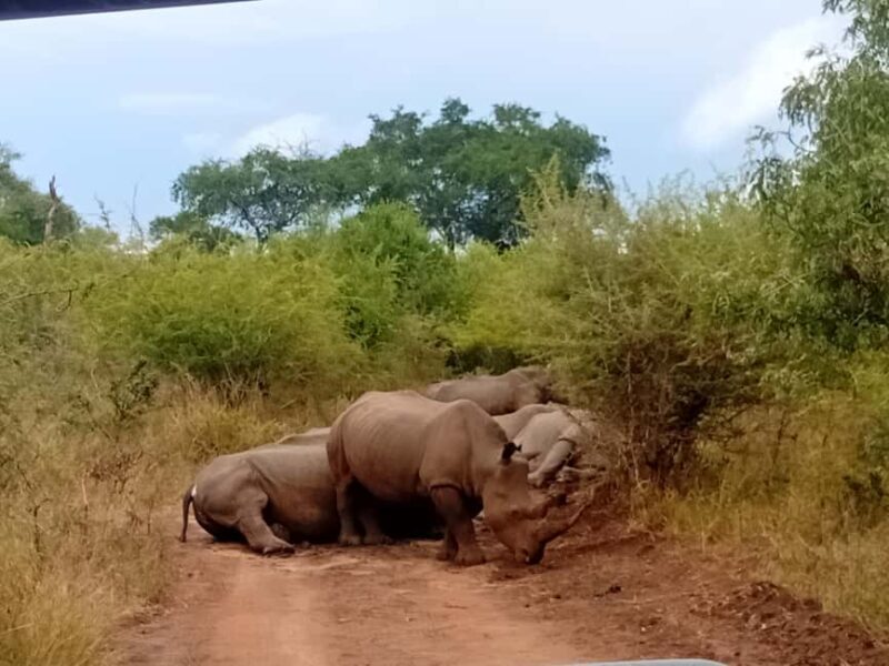 Eswatini: Rhino Walk in Hlane Royal National Park - The Value of This Experience