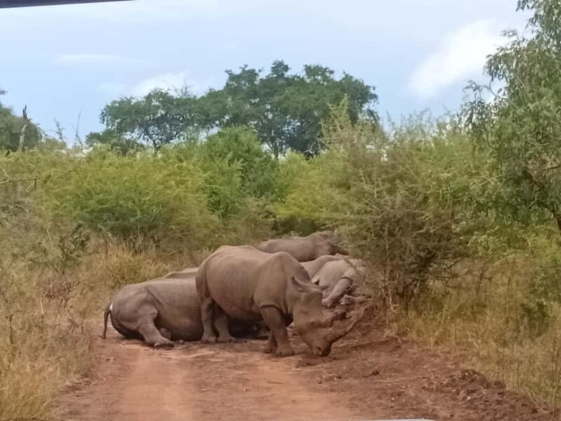 Eswatini: Rhino Walk in Hlane Royal National Park - Who Will Love This Tour?