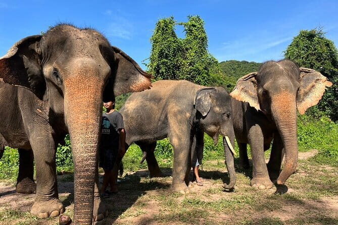 Ethical Elephant Watching Tour From Bangkok & Pattaya - What Travelers Say