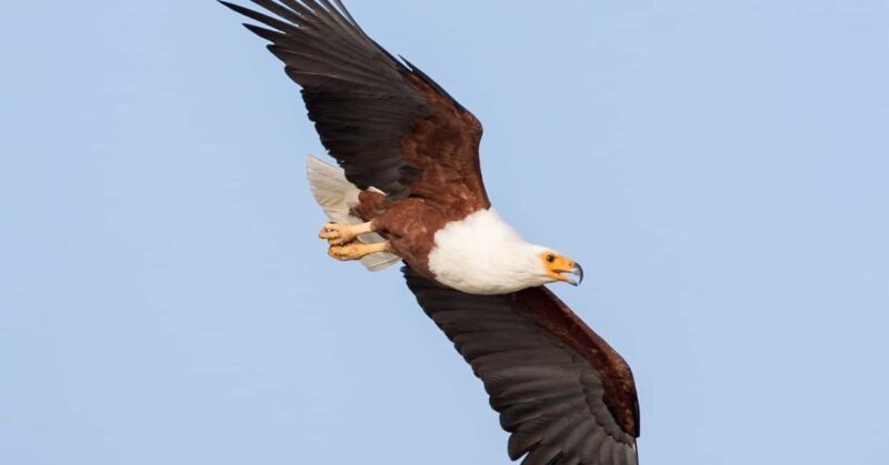 Ethiopia: 10-Day Bird Watching Tour from Addis Ababa - Key Points
