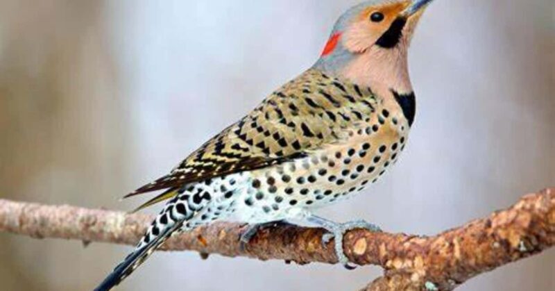 Ethiopia: 10-Day Bird Watching Tour from Addis Ababa - A Practical Overview of the Itinerary