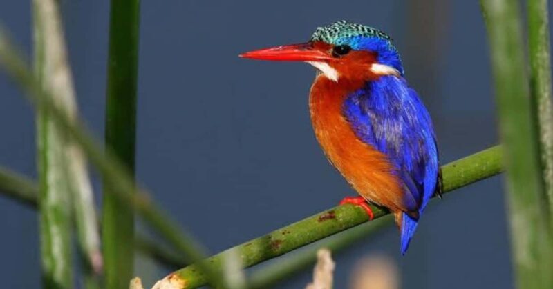 Ethiopia: 10-Day Bird Watching Tour from Addis Ababa - Why This Tour Offers Genuine Value