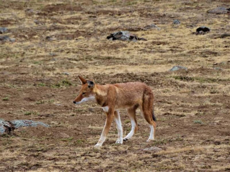 Ethiopia: Bale Mountains National Park 3-Day Tour - FAQ
