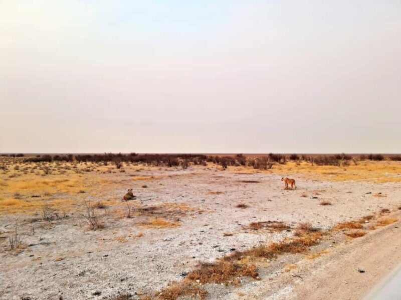 Etosha 3 days, 2 nights safari tour - Practicalities and Tips