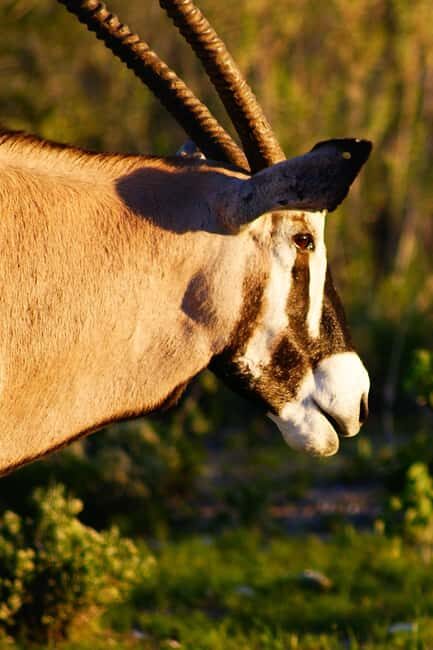 Etosha 3 days, 2 nights safari tour - Final Thoughts