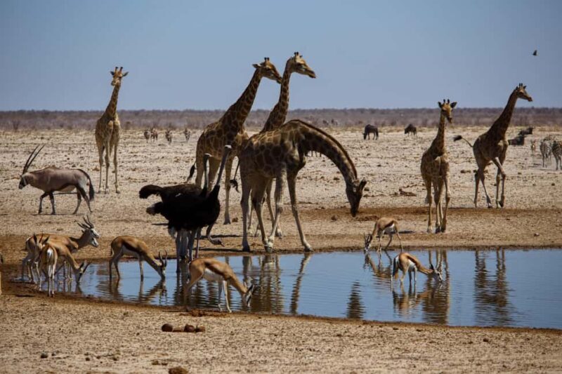 Etosha National Park & Swakopmund Tour - What to Expect: A Day-by-Day Breakdown