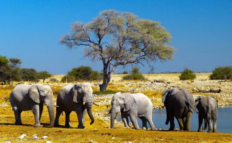 Etosha National Park & Swakopmund Tour - Final Thoughts: Who Will Love This Tour?