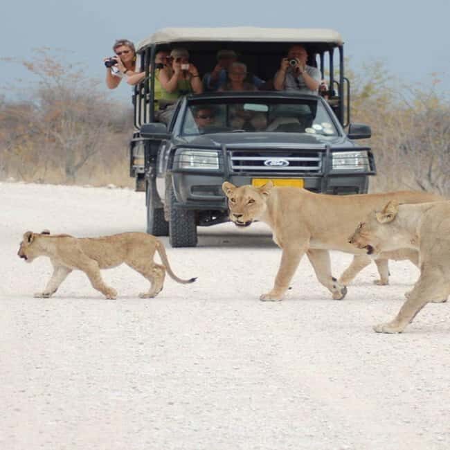 Etosha National Park:Transportation and tours to Etosha park - An In-Depth Look at the Etosha National Park Tour