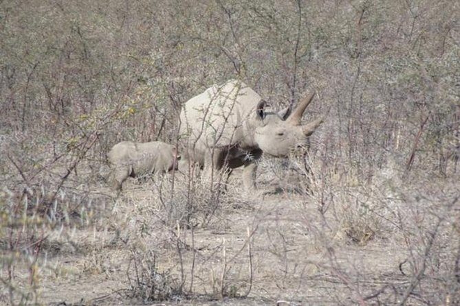 ETOSHA PARK SAFARI with local guides in 9-seater 4x4s - The Value of the Experience