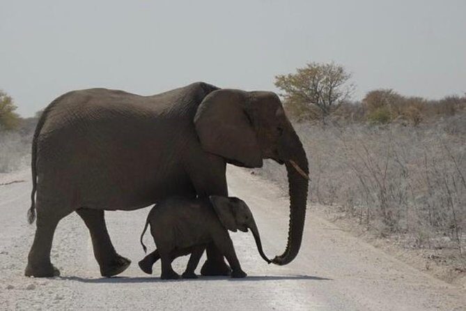 ETOSHA PARK SAFARI with local guides in 9-seater 4x4s - Who Should Consider This Tour