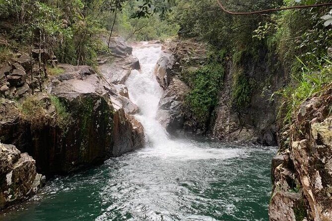 Eungella Platypus Tour - An In-Depth Look at the Eungella Platypus Tour