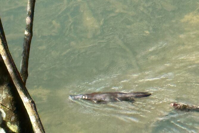 Eungella Platypus Tour - FAQs