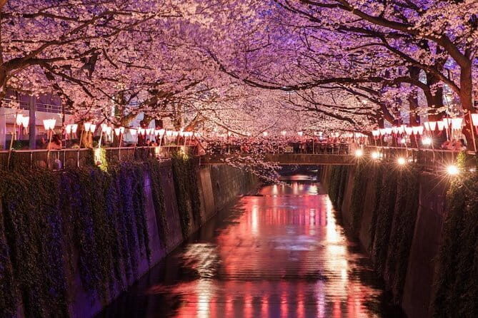 Evening Hanami (Cherry Blossom) Experience with a Local - Introduction: What to Expect from the Evening Hanami Experience