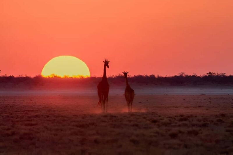 Evening Pilanesberg Night Safari Tour from Sun City - Exploring the Pilanesberg Night Safari from Sun City: An Adventure Under the Stars