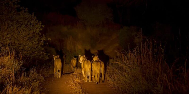 Evening Pilanesberg Night Safari Tour from Sun City - An In-Depth Look at the Pilanesberg Night Safari Experience