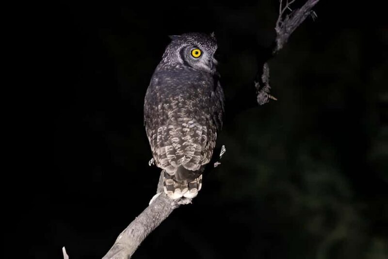 Evening Pilanesberg Night Safari Tour from Sun City - FAQs