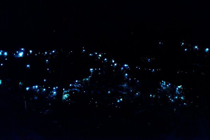 Evening Rainforest & Glow Worm Tour from Gold Coast - Key Points
