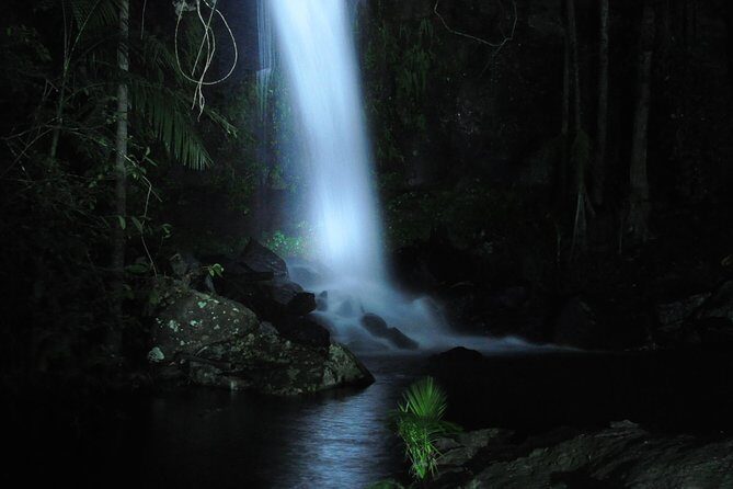 Evening Rainforest & Glow Worm Tour from Gold Coast - Introduction: Who Is This Tour For?