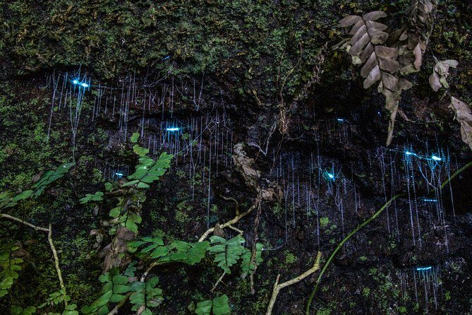 Evening Rainforest & Glow Worm Tour from Gold Coast - What to Expect: The Itinerary in Detail
