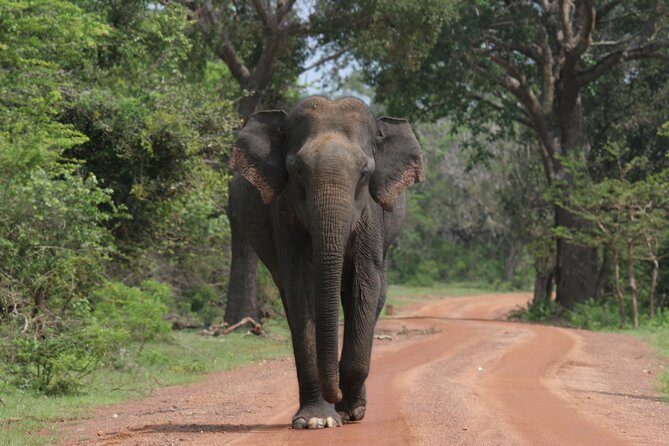 Evening Safari - Yala National Park with Janaka safari - 02.00 pm to 06.30 pm - Exploring Yala National Park: An Authentic Wildlife Adventure
