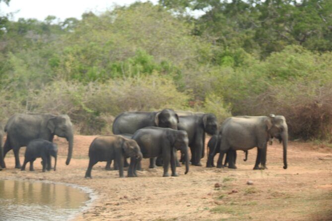 Evening Safari - Yala National Park with Janaka safari - 02.00 pm to 06.30 pm - Practical Details and Considerations