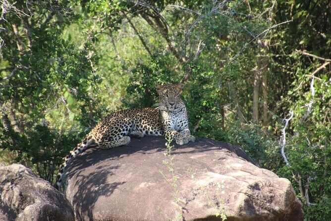 Evening Safari - Yala National Park with Janaka safari - 02.00 pm to 06.30 pm - Final Thoughts: Is It Worth It?