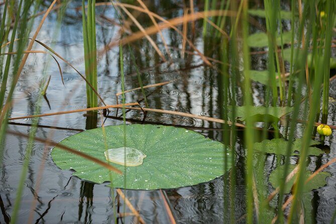 Everglades Admission Ticket with Airboat Ride and Wildlife Show - Logistics and Practical Tips