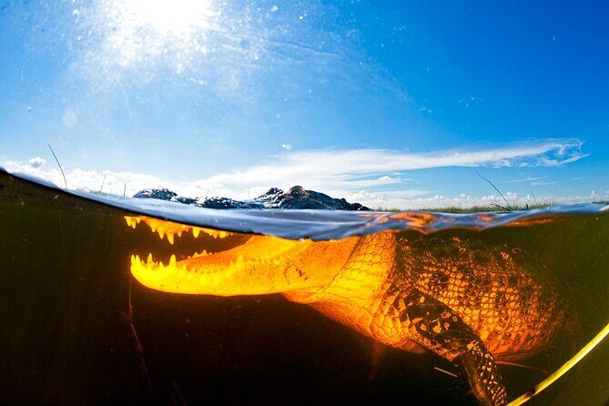 Everglades Admission Ticket with Airboat Ride and Wildlife Show - The Authentic Feel and Possible Drawbacks