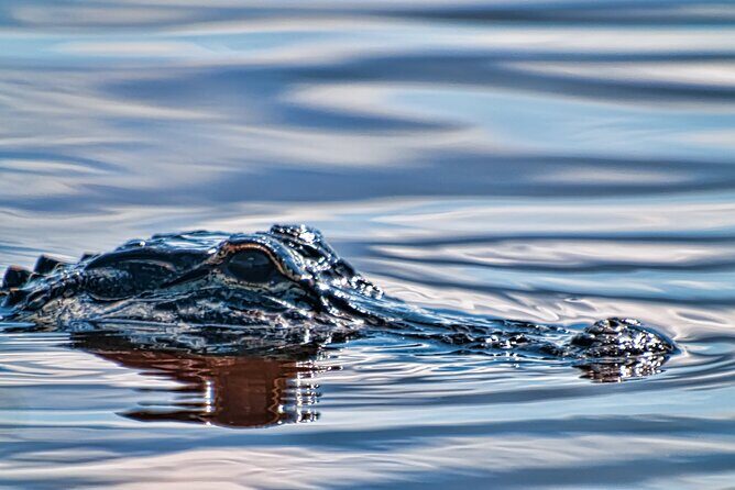 Everglades Admission Ticket with Airboat Ride and Wildlife Show - FAQs