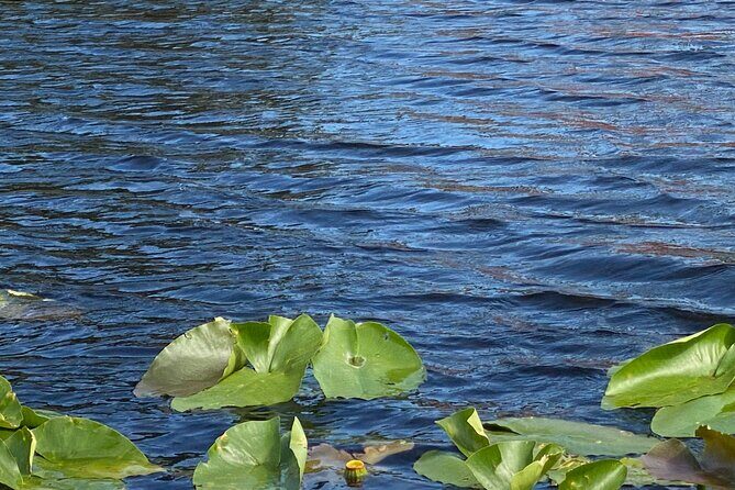 Everglades Airboat Adventure with Roundtrip Bayside Transfer - Authentic Experiences and Common Feedback