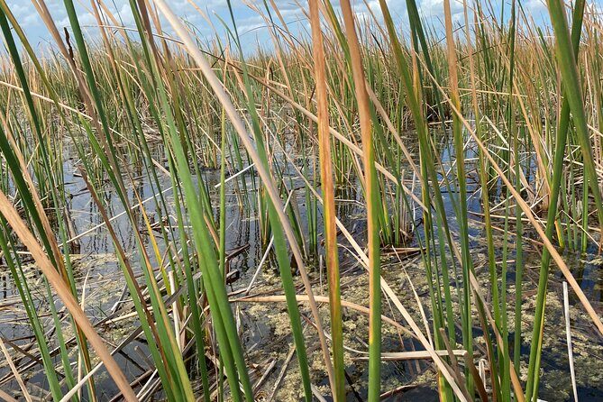 Everglades Airboat Adventure with Roundtrip Bayside Transfer - The Sum Up