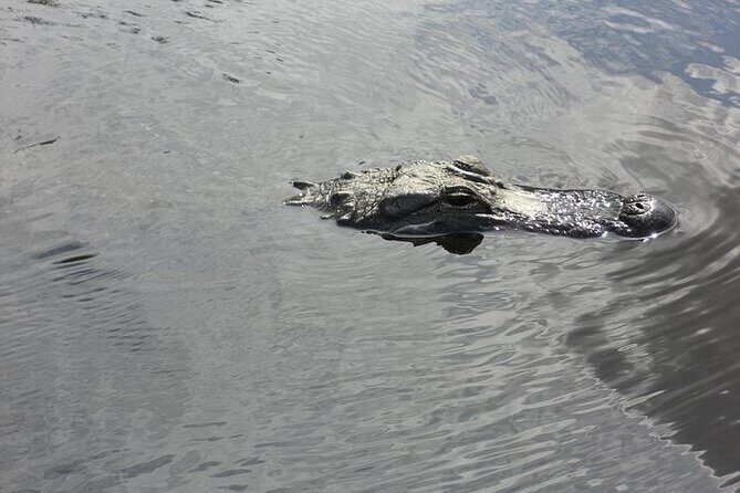 Everglades Airboat Tour from Fort Lauderdale with transportation - An In-Depth Look at the Experience