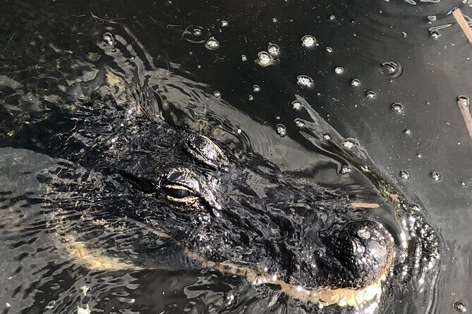 Everglades Alligator Airboat Adventure from Miami - Real Traveler Feedback