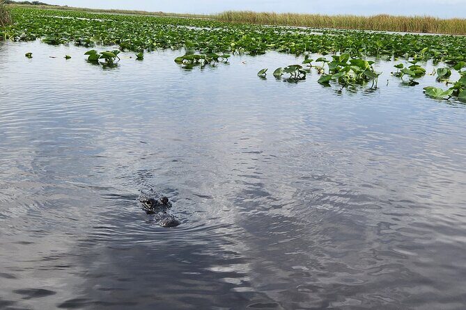 Everglades Alligator Airboat Tour with Bus transfer from Miami - Educational and Exhibit Features