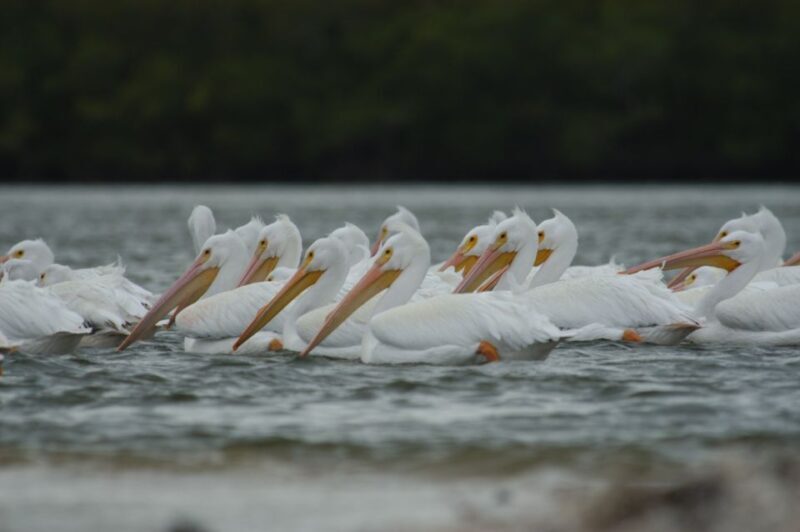 Everglades: Birding, Wildlife, and Photography Expedition - An In-Depth Look at the Tour Experience