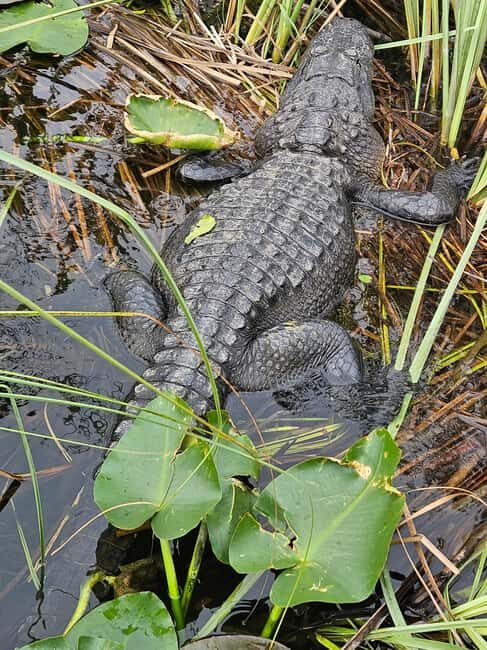 Everglades: boat tour with transportation& entrance included - Final Thoughts