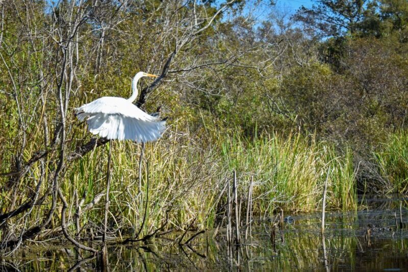 Everglades City: Guided Kayaking Tour of the Wetlands - An Authentic Wetlands Adventure
