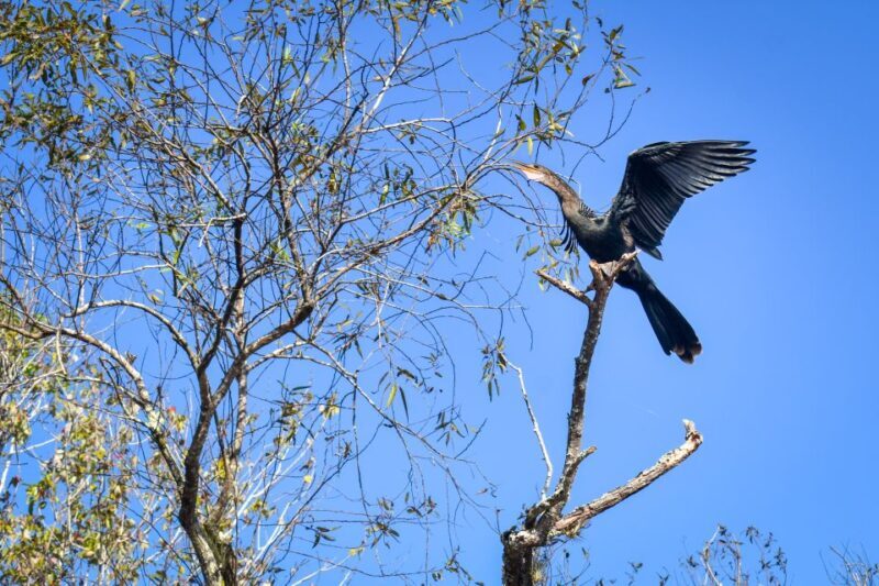 Everglades City: Guided Kayaking Tour of the Wetlands - The Experience in Practice