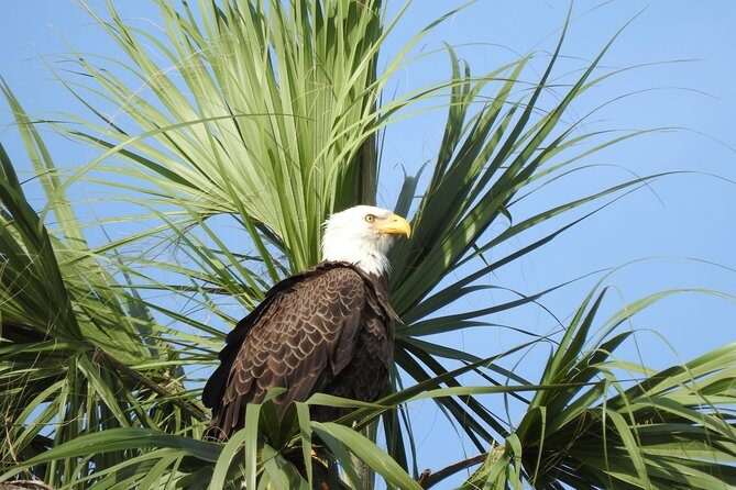 Everglades Day Safari from Fort Myers/Naples Area - Frequently Asked Questions