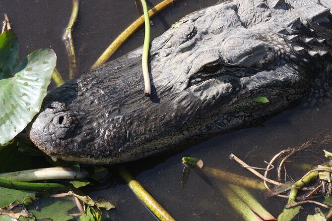 Everglades Day Safari from Miami - The Itinerary in Detail